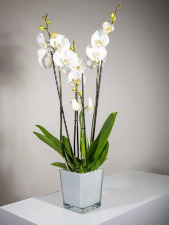 White Orchid Plant (IT)
