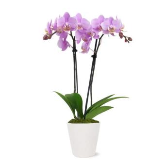Ροζ ορχιδέα Φαλαίνοψις (TR)