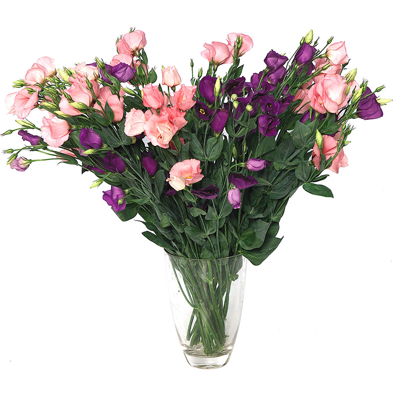 cosmoflora_lisianthoi