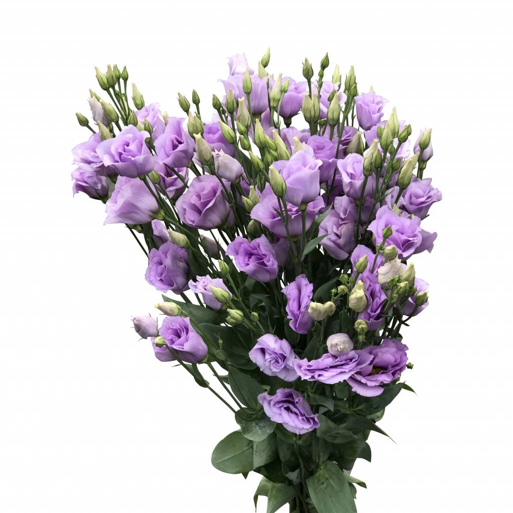 cosmoflora_lisianthoi