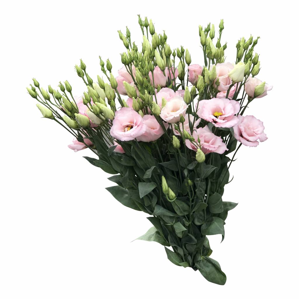 cosmoflora_lisianthoi