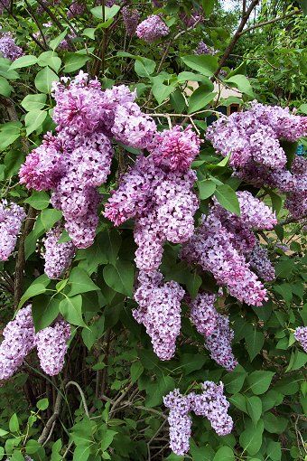 paschalia_in_garden_cosmoflora