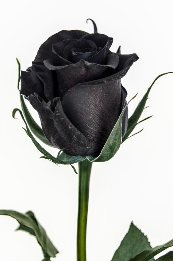 cosmoflora_black_rose