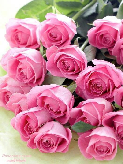 cosmoflora_pink_roses