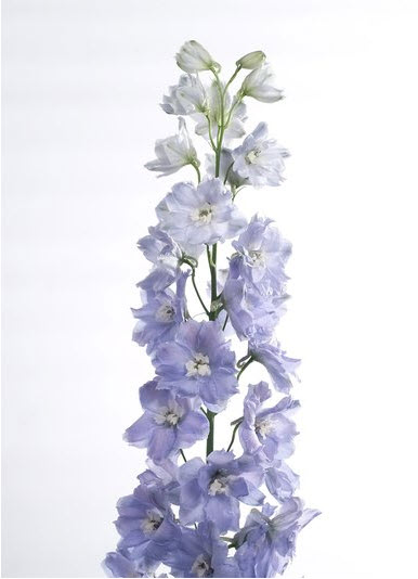 gladiola_cosmoflora