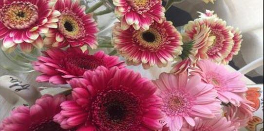 Gerbera, the flower that makes the mood!