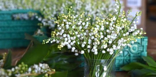 The Birth Flower For May: Lily Of The Valley